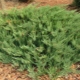 Juniper Cossack Tamaristsifolia: descripción, plantación y cuidado.