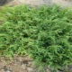Juniper ordinaria Repanda: descripción, consejos para plantar y cuidar