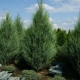 Rocky juniper: description, varieties and cultivation