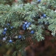 Juniper in Siberië: de beste variëteiten, planten en verzorgen