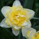 Terry daffodils: variety of varieties, planting and care
