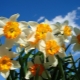 水仙花：描述、种植、护理和繁殖