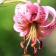 Übersicht über lilienähnliche Blumen
