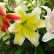 Overview of species and popular varieties of lilies