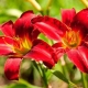 Übersicht über Arten und Sorten der Taglilie