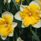 Overview of species and varieties of daffodils