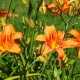 زنبق النهار البرتقالي: وصف الأصناف الشعبية