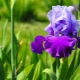 Características de la reproducción de iris.