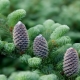 Fraser fir: popular varieties, planting and care features
