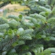 Korean fir: description, varieties, planting and care