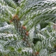Korean fir Silberlock: description, planting and care