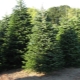 Nordman fir: description of varieties and tips for growing
