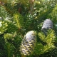 Siberian fir: the best varieties, planting and care rules