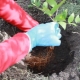 Planter et entretenir des clématites en plein champ: instructions pour les débutants