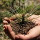 Pine planting rules