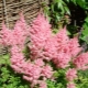 Růžová astilba: oblíbené odrůdy a doporučení pro pěstování