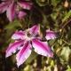 Pink clematis: varieties and cultivation