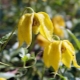 Les variétés les plus populaires de clématites jaunes
