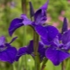 Variétés d'iris de Sibérie: noms et descriptions