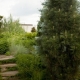 Pine black Green Tower: beschrijving, kenmerken van planten en verzorgen