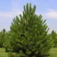 Black pine: beschrijving, variëteiten, aanplant en verzorging