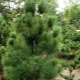 Pine Fastigiata: popis, tipy pro výsadbu a péči