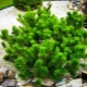 Mountain pine Pumilio: description, planting and care