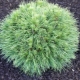 Mountain pine Varella: description, planting and care