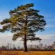 Pine: hoe het eruit ziet en hoe oud het leeft, voor- en nadelen