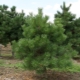 European cedar pine: description, types, tips for growing and reproduction