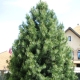 Cedar pine: description, planting and comparison with cedar