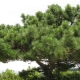 Krimpijnboom: beschrijving en kenmerken van de teelt