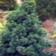 Pine Negishi: description of the variety, features of planting and care