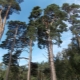 Borovice lesní: popis, vlastnosti výsadby a reprodukce