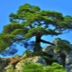 Pitsunda pine: beschrijving, geschiedenis en geheimen van het kweken