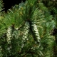 Rumelian pine: beschrijving en groeiregels