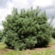 Pine Vatereri: beschrijving, aanplant, verzorging en gebruik in landschapsontwerp
