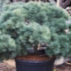 Weymouth pine: description of varieties and growing rules