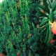 红豆杉尖刺：最好的品种，种植和护理的秘密