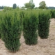 Medium yew: description, planting and care rules