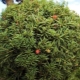 红豆杉：描述，最佳品种，种植和护理规则