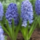 Subtleties of planting hyacinths in autumn