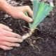 Subtilitățile plantării irisilor primăvara în sol deschis