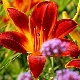 Röhrenlilien: die besten Sorten, ihre Pflanz- und Pflegeregeln
