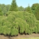 铁杉：品种，种植和护理技巧的描述