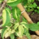 Les feuilles de clématite jaunissent: causes et traitement