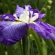 Tipos y variedades de iris.