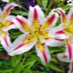 Oriental lilies: varieties, difference from Asian, planting and care