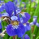 All about the flowering of irises: features, possible problems and further care