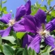 All about clematis